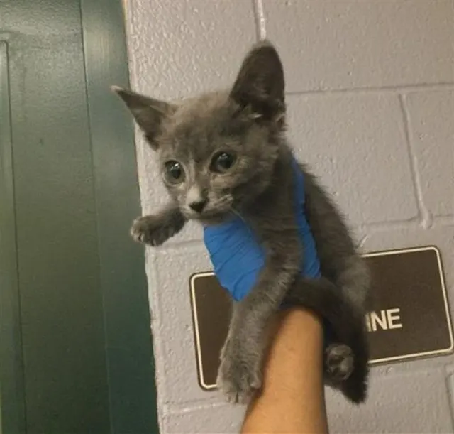 Adoptable Cat