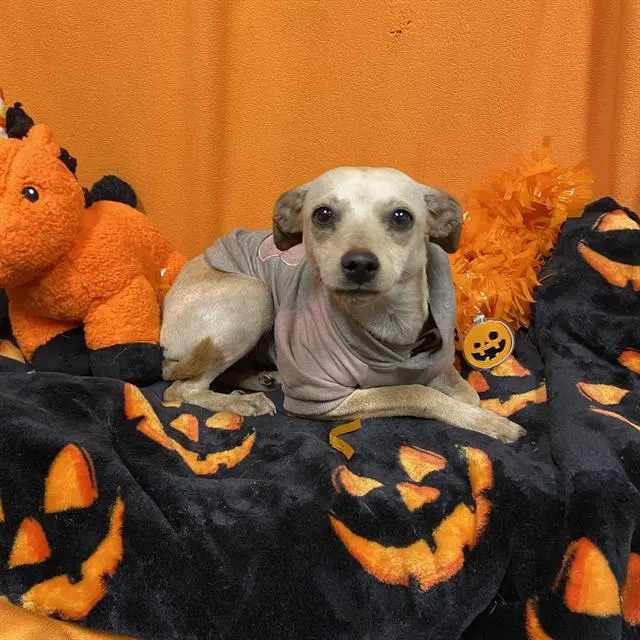 Adoptable Dog