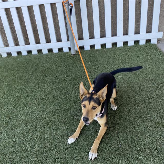Adoptable Dog
