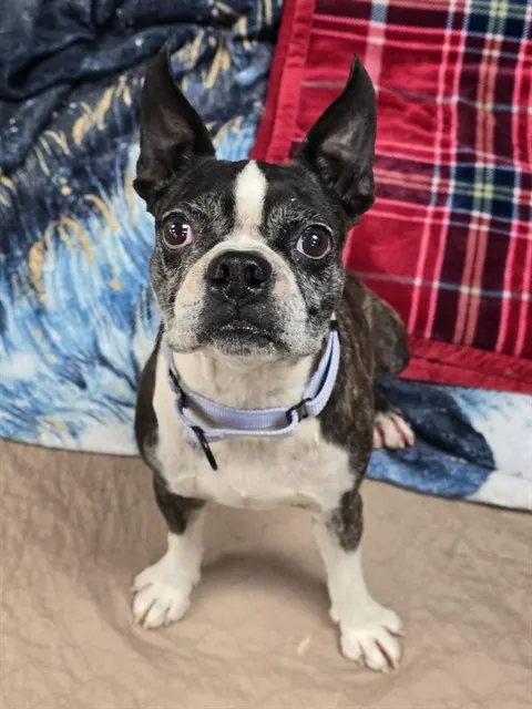 Bugsy