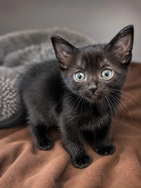 Calypso