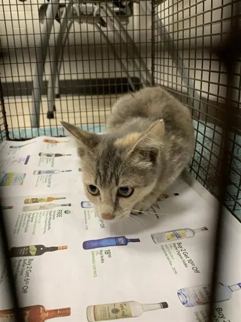 Adoptable Cat