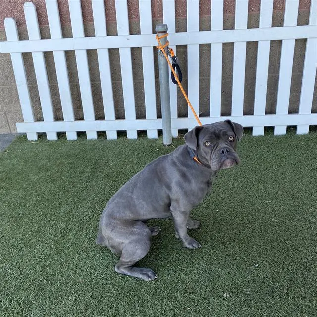 Adoptable Dog