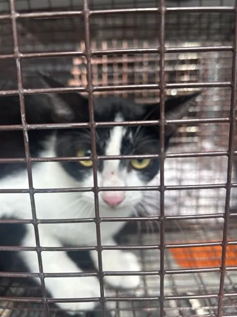 Adoptable Cat