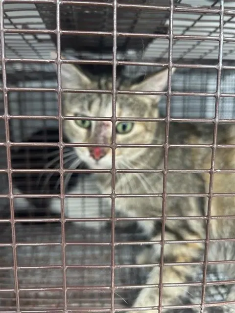 Adoptable Cat