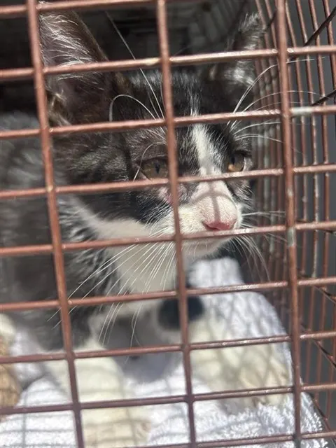 Adoptable Cat