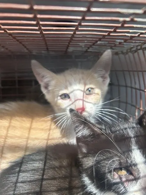 Adoptable Cat
