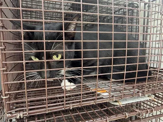 Adoptable Cat