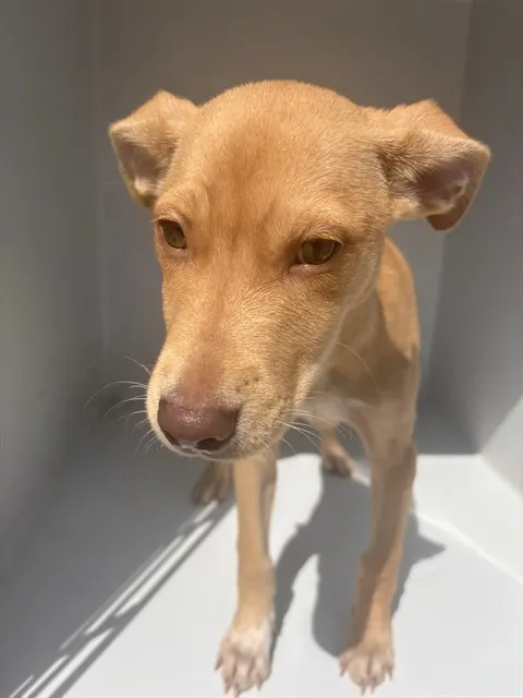 Adoptable Dog