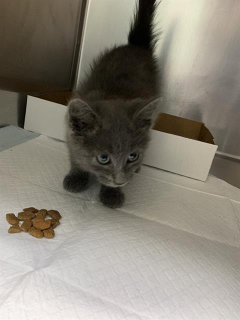 Adoptable Cat