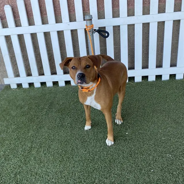Adoptable Dog