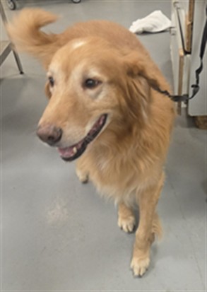 Adoptable Dog