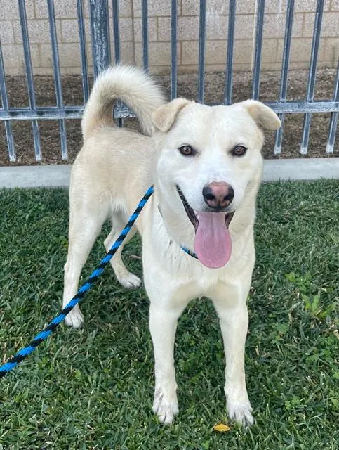 Canelo