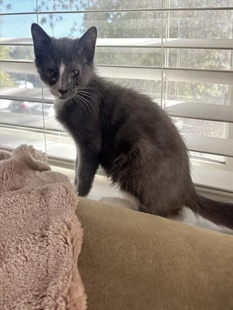 Cinder