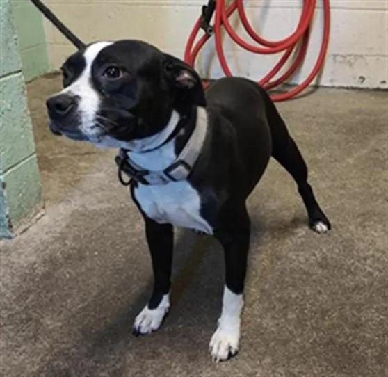 Adoptable Dog