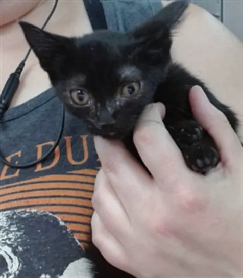 Juniper