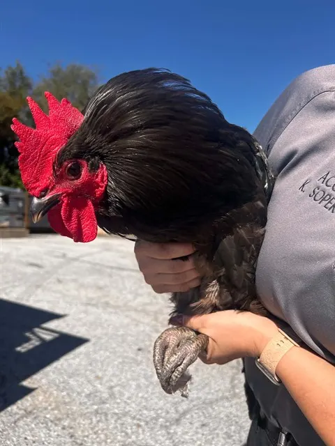 Adoptable Bird