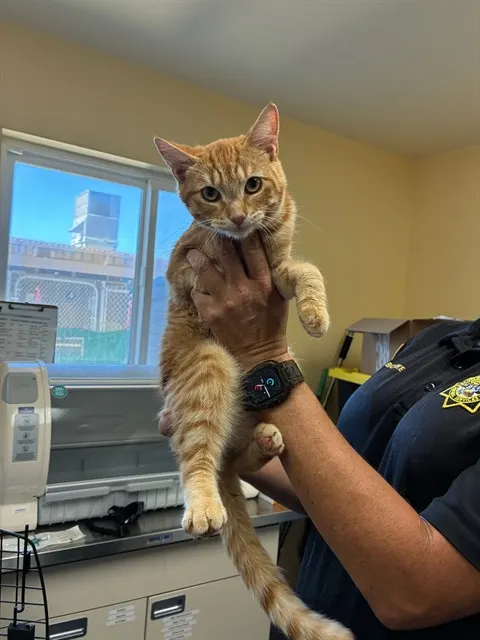 Adoptable Cat