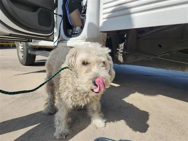 Adoptable Dog