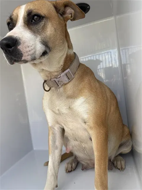 Adoptable Dog