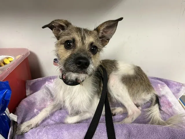 Adoptable Dog