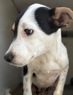 Adoptable Dog