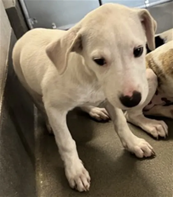 Adoptable Dog