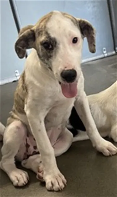 Adoptable Dog