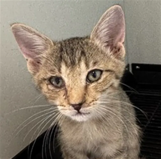 Adoptable Cat
