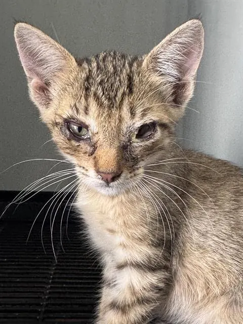 Adoptable Cat
