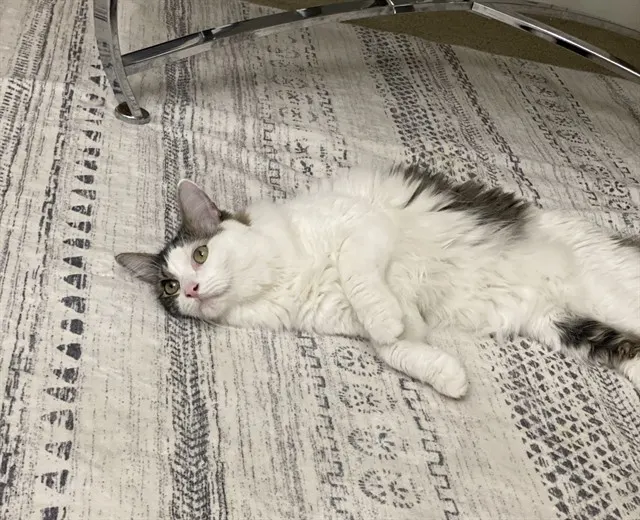 Victor