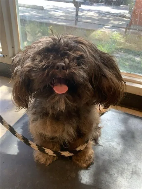 Adoptable Dog