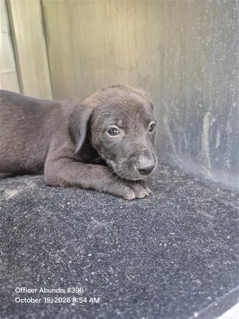 Onyx