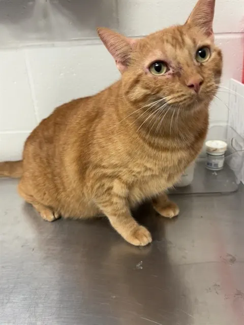 Milo