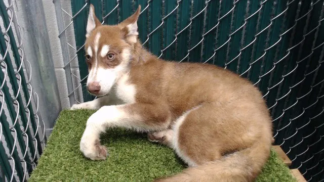 Adoptable Dog