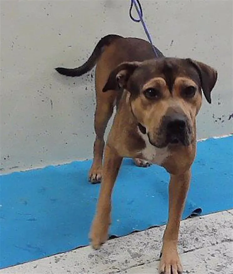 Adoptable Dog