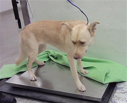 Adoptable Dog