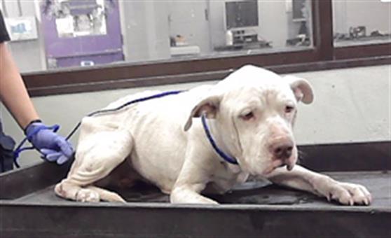 Adoptable Dog