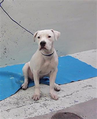 Adoptable Dog