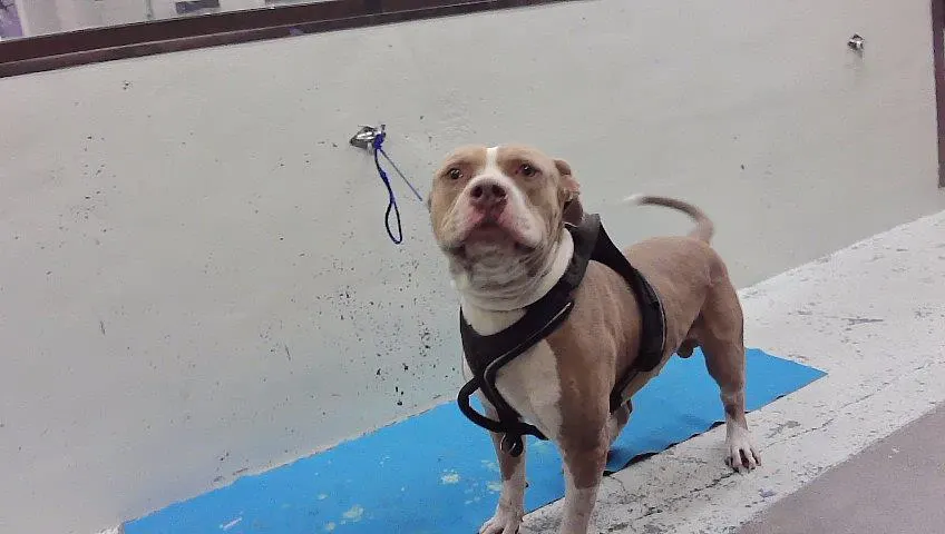 Adoptable Dog