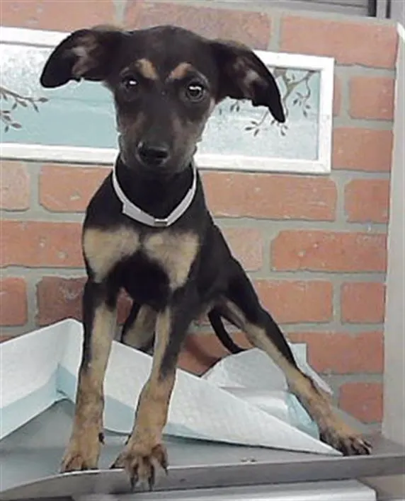 Adoptable Dog