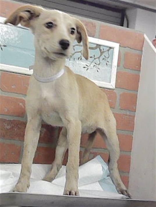 Adoptable Dog