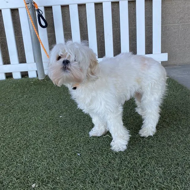 Adoptable Dog