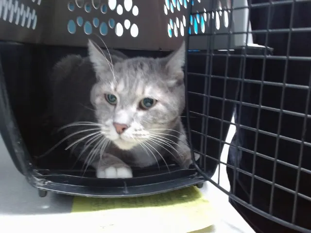 Adoptable Cat