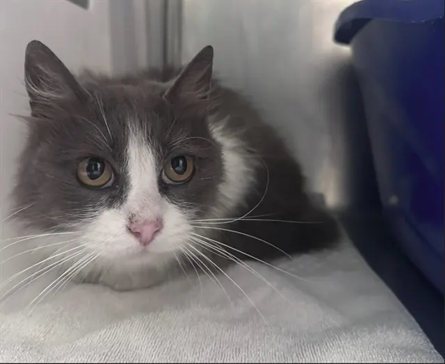 Adoptable Cat
