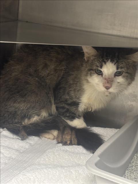 Adoptable Cat