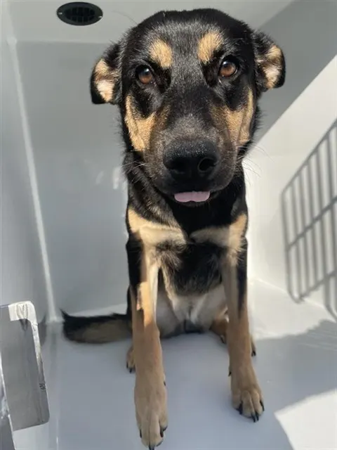Adoptable Dog