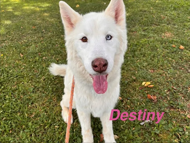 Destiny