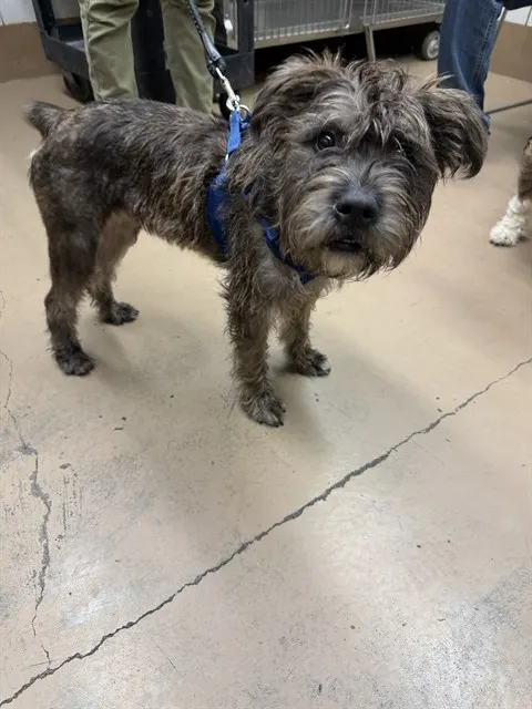 Adoptable Dog