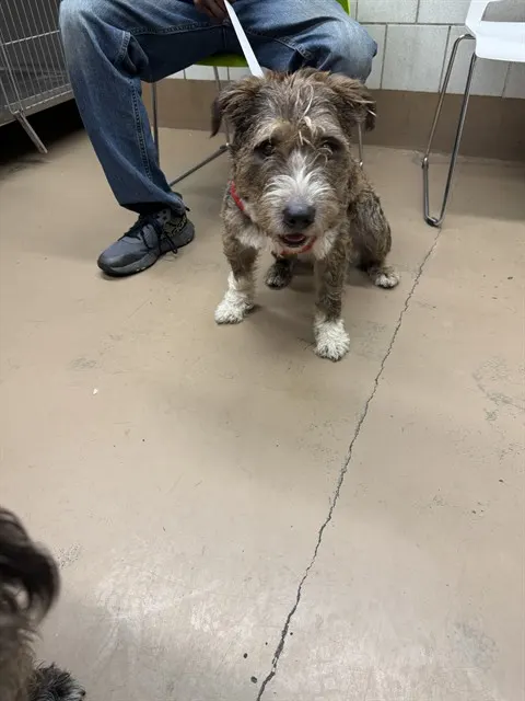 Adoptable Dog